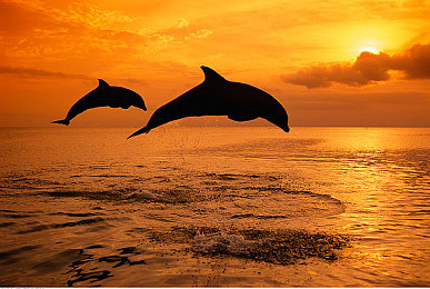 1069男同GV按摩：按摩天堂，放松首選-1