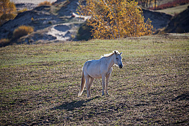 119149·神秘:揭開神秘組織119149之謎-1