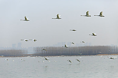 jalap was was kino歌詞翻譯：愛情旋律俘人心，神秘歌曲走紅網(wǎng)絡