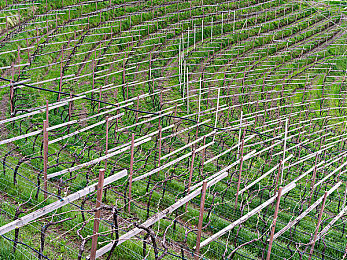 julia ann 一對(duì)七黑人：跨越種族，真愛(ài)之家引熱議-2