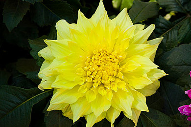 1級(jí)黃片:網(wǎng)絡(luò)風(fēng)暴:揭秘“1級(jí)黃片”事件-1