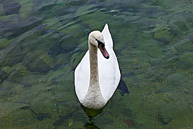 4438 2亞洲最大成人網(wǎng):亞洲成人網(wǎng)站:創(chuàng)新服務(wù)吸粉無數(shù)-2