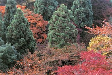 ova拯救精靈森林：奇幻森林危機，冒險者拯救記-1