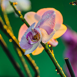 老頭猛吸女大學(xué)奶頭,奶頭守護(hù)者：神秘玩家崛起-2