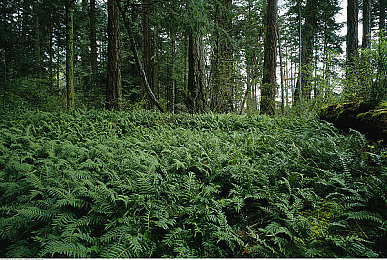 1069男鴨全部裸體：奇幻世界裸鴨冒險，尋找寶藏新潮流-1