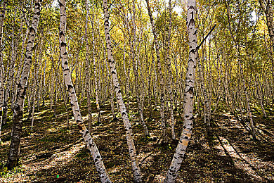 ass富婆濃毛撒尿pics：奇幻大陸探秘，新游《濃毛探險家》引熱潮