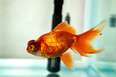 8x8x海外華為永久更新入口在哪：華為手機更新攻略，海外用戶必看！-5