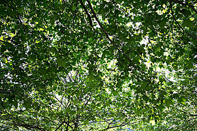 8x8海外華為永久更新內(nèi)容：華為8x8更新，通訊體驗升級-3