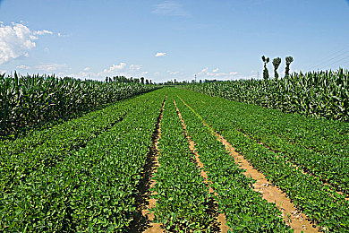 4438全國(guó)最大：巨頭崛起，創(chuàng)新領(lǐng)航-3