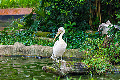 成人的世界一個(gè)就夠了,都市白領(lǐng)的減壓秘籍，輕松游戲體驗(yàn)寧靜時(shí)光-3