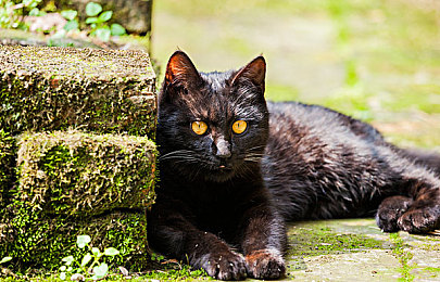 jiujiuer：智能助手新突破，生活更便捷-2