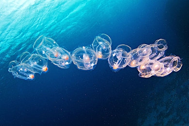 1995版泰山意大利：重溫經(jīng)典，射擊巔峰再燃戰(zhàn)火-5