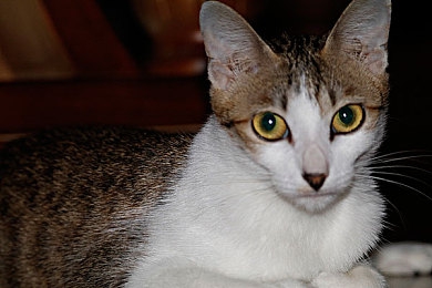 KTV少少爺互口KTV少：KTV少少爺燃情對(duì)決，誰(shuí)將奪冠？-3