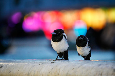 gay打屁股：公益現(xiàn)場(chǎng)，獨(dú)特表演引發(fā)LGBTQ+群體關(guān)注-4