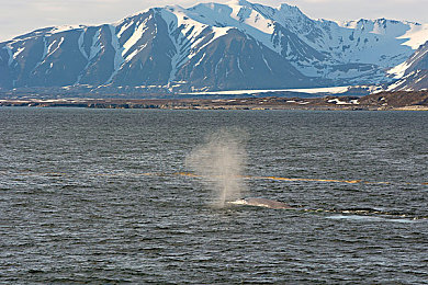 成人的世界一個(gè)就夠了,都市白領(lǐng)的減壓秘籍，輕松游戲體驗(yàn)寧靜時(shí)光-4