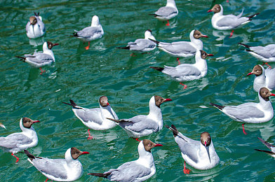 csgo暴躁少女實戰(zhàn)cs：電競女神“暴躁少女”：逆風翻盤，誰是下一個冠軍？-4