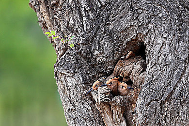 Melody女超人滿天星版,星空女超人潮品驚艷登場-1