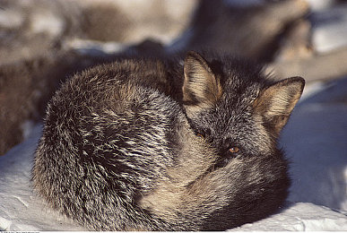 2018國產(chǎn)精品:國產(chǎn)精品游戲崛起,魅力全球矚目-3