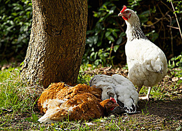 DD4男男安裝包免費：免費大放送！《DD4男男》安裝包免費暢玩-4