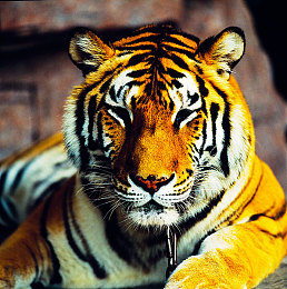 Gay亞洲男男男愛18一19：青春LGBTQ+：亞洲同性戀者心聲-2