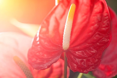 99熱這里只：都市小巷里，美食秘境等你來發(fā)現(xiàn)-3