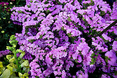 lovense是什么直播軟件：直播新寵：私密互動娛樂平臺揭秘